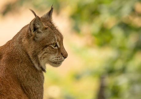  Lynx