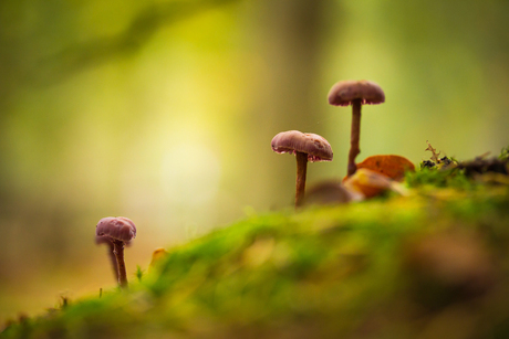 Paddenstoelen in de herfst