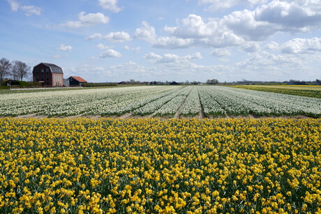 Gele en witte narcissen