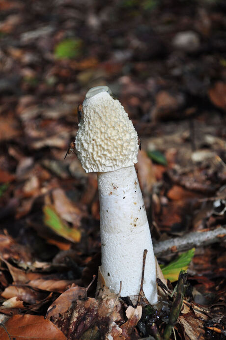 Stinkzwam met vliegen