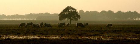 Groninger landschap in de vroege ochtend