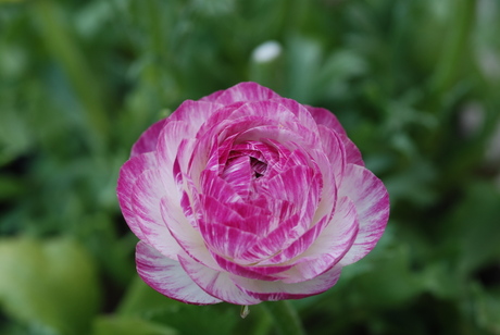 wit-roze eenjarige bloem