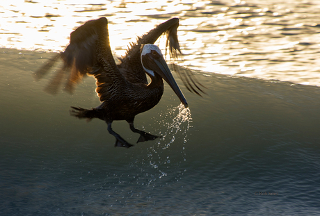 Pelican take off