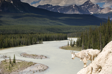 Mountain Goats