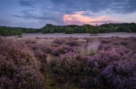 Zonsopkomst bij de Drunense Duinen met heide
