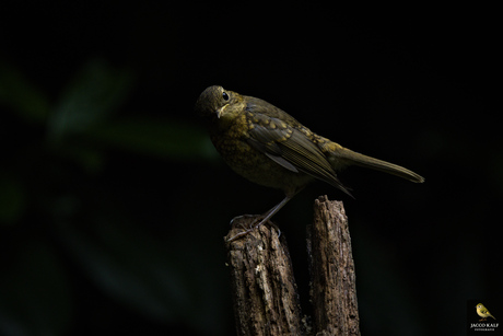 Roodborst juveniel 2025-07-20