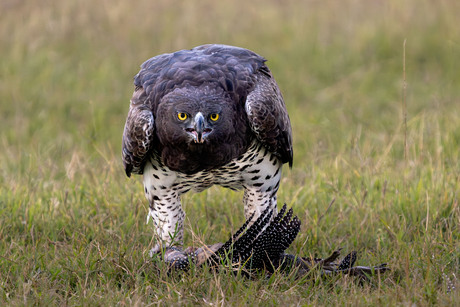 Vechtarend met prooi