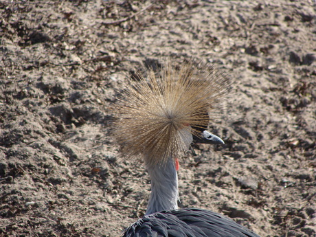 Kraanvogel in Rhenen