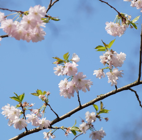 Prunus bloesem