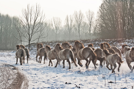 Kudde Konikpaarden