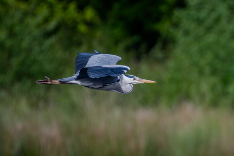 Blauwe reiger