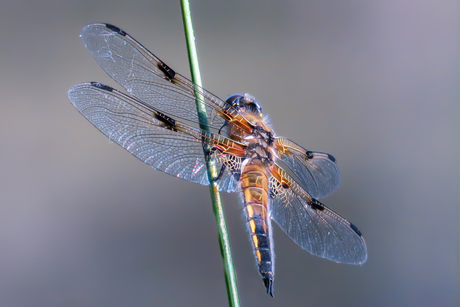 LIBELLE