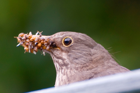 Lekker snackie