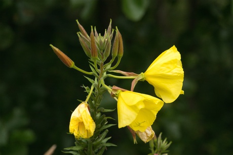 Grote Teunisbloem