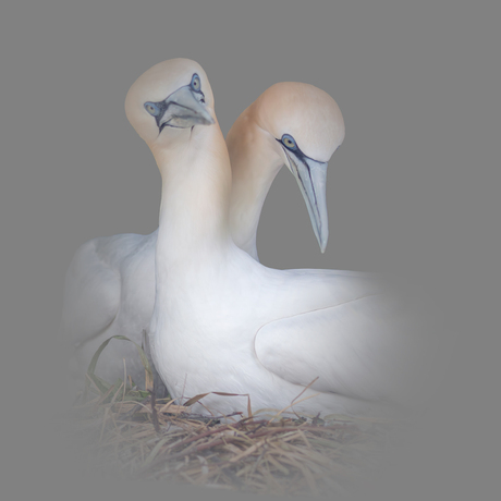 Duo