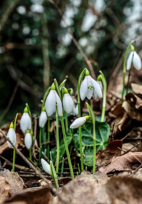 Sneeuwklokjes