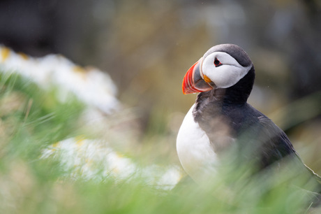 Puffin