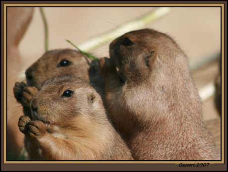 Een soort van Marmot