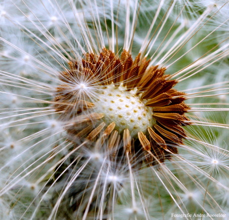 Pluis van de paardebloem