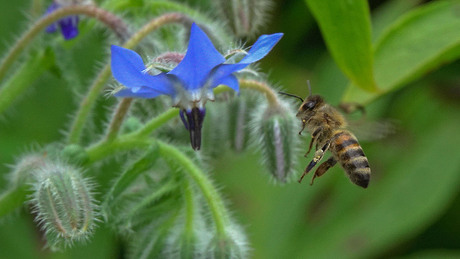 bijen op bernagie