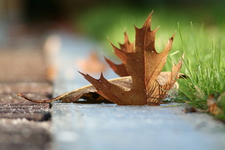 Herfstblad