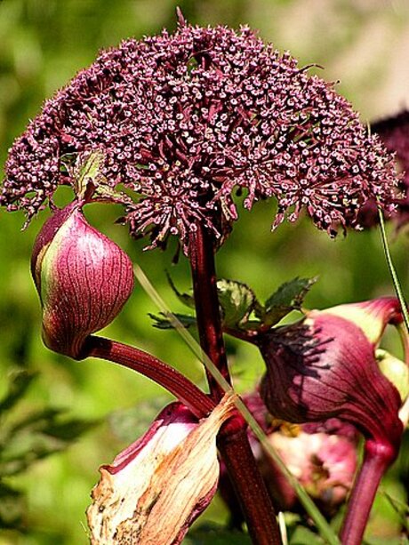 Angelica gigas