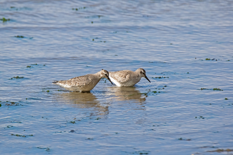 Kanoet bij laagwater