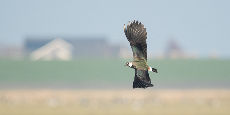 Kievit in volle vlucht