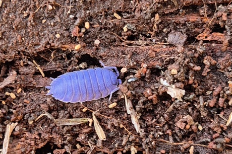 Niet allerdaagse verschijning. 