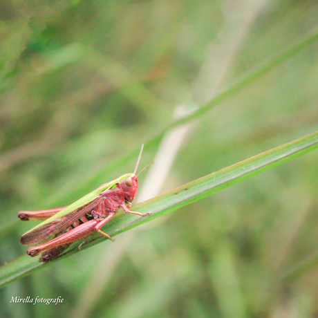 Groen/ roze sprinkhaan 