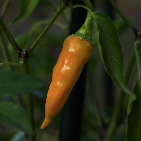 Modellen uit de moestuin: Aji Amarillo