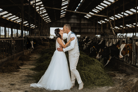 Trouwen tussen de koeien