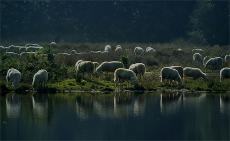 Schapen aan het meer