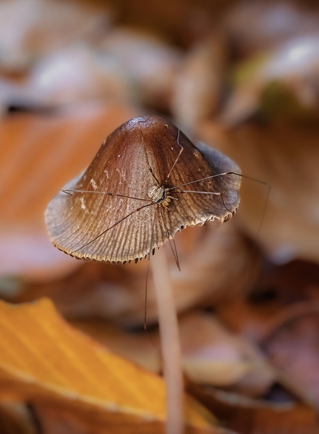 Vijftig kleuren herfst