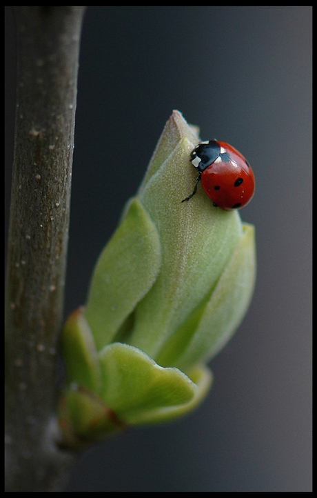 Lieveheersbeestje op een seringknop