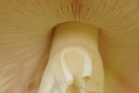20131012 paddenstoel.JPG