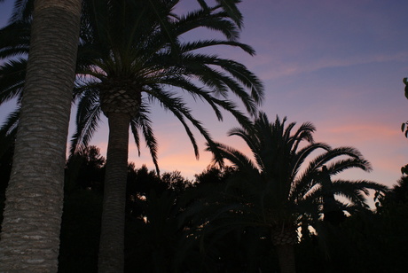 Palmtrees Sunset
