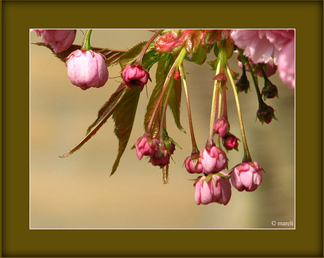 Pink flowers