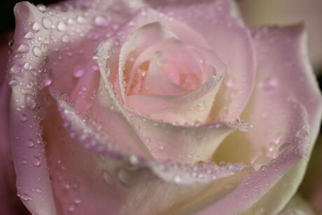 Soft rose