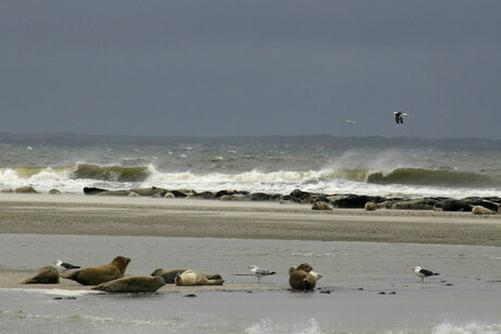 Zeehonden op 't wad van Terschelling