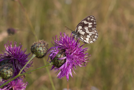 Vlinder in bloemen veld ( Kroatie)