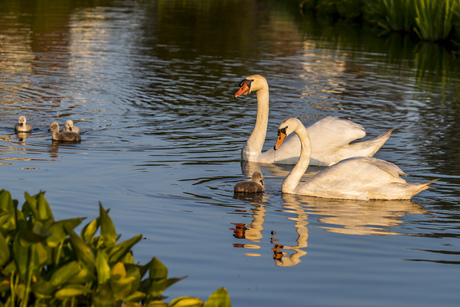 Zwanenfamilie