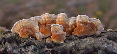 Op een zonnige herfstdag...........