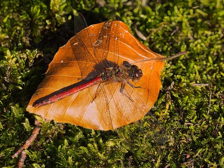 Bruinrode Heidelibel
