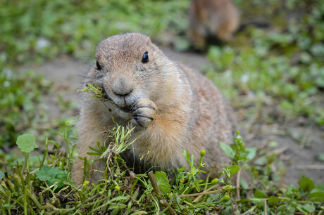 Prairiehondje