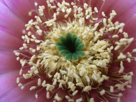 Close up cactus bloem