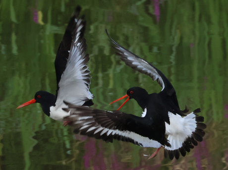 Scholeksters hebben een meningsverschil