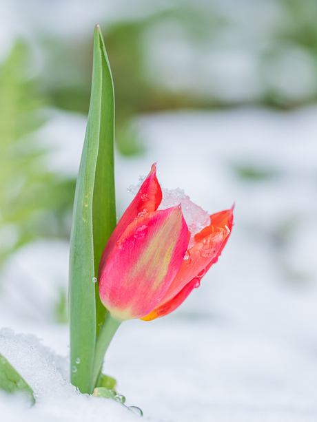 Tulp in de sneeuw