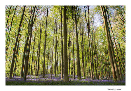 Hallerbos