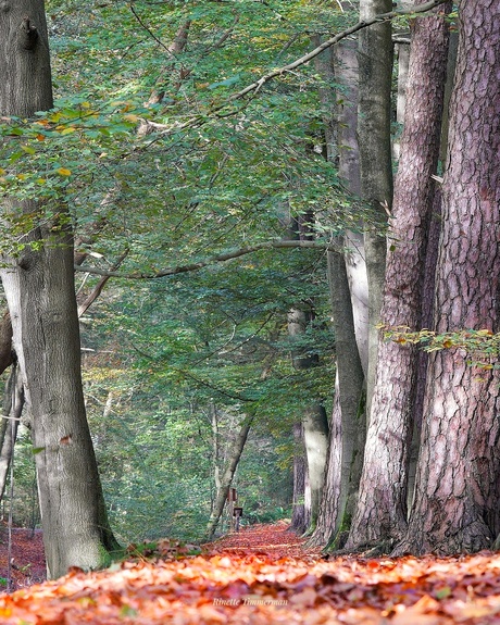 Wandelpad in herfstkleuren